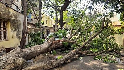 Mumbai BMC to launch massive citywide tree census next week
