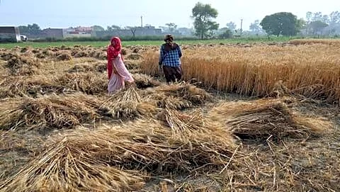 India's wheat production set to fall 10-15% after April rains