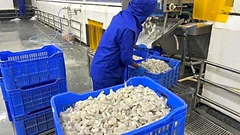 India seafood exports to Gulf hit by West Asia conflict