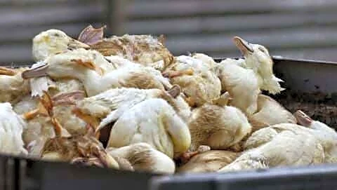 H5N1 bird flu detected in Mattikere near Bengaluru, rapid response