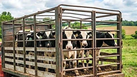 Allahabad High Court says moving cows in Uttar Pradesh lawful