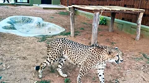 Cheetahs arrive in Karnataka as part of Project Cheetah
