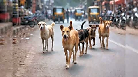 Telangana toddler Divya Behra killed by stray dogs in Peddapalli