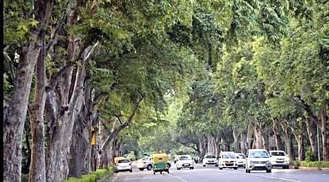 Delhi launches SOP to crack down on tree offenses