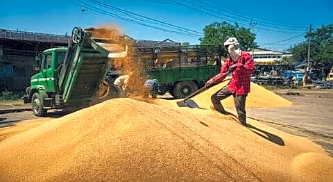 Centre restarts Delhi wheat procurement after 2021-22 to help farmers