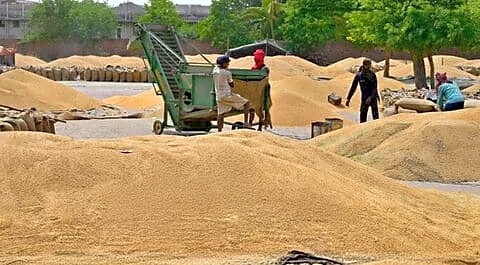Punjab mandis have 7.15 million tons wheat, only 21% picked