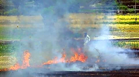 Punjab reports 197 farm fires as wheat harvesting kicked off