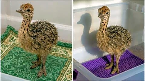 Gujarat Great Indian Bustard chick born March 26 feared dead