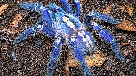 Andhra Pradesh Forest Department begins April survey for peacock tarantula