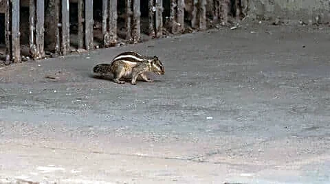 Squirrel bites around 20, including dean, at Mohanlal Sukhadia University