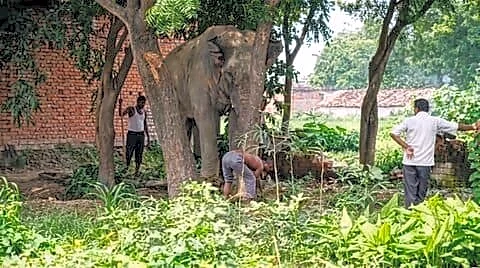Elephant Vinayak kills handler Ram Vilas at Dudhwa Tiger Reserve