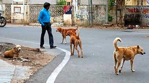 Punjab orders 7-day reports after over 334,000 stray dog bites