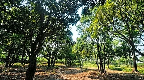 India's mango harvest suffers as heat disrupts pollination, pests rise
