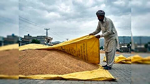 Punjab wheat mandis flooded, nearly half 120L tons unstored