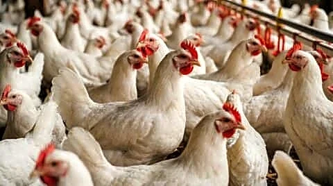 Maharashtra bird flu cull near Gujarat prompts Tapi district inspections