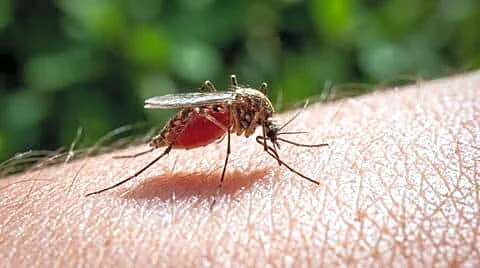 Delhi dengue surge reaches 107 amid off-season rain and heat