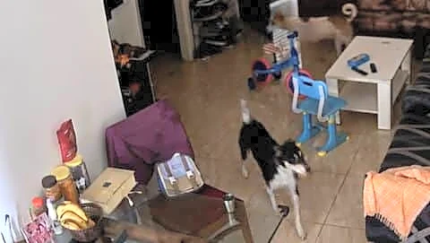 Stray dogs enter Gaur City 2 apartment and toddler unharmed