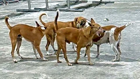 Tamil Nadu reports 263,000 dog bites, 17 rabies deaths Jan-Apr