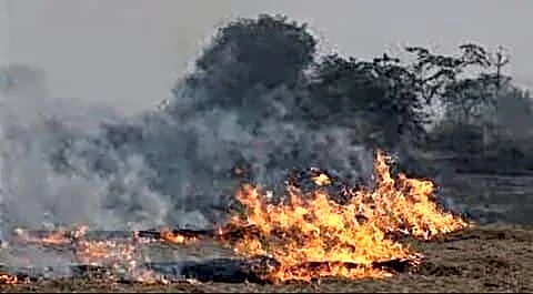 Haryana records 2,657 farm fires, air quality officials seek solutions