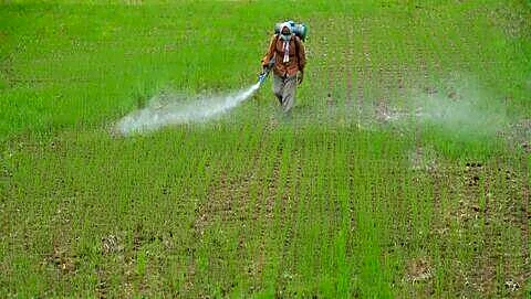 India eyes paraquat ban over Parkinson's and kidney failure risks