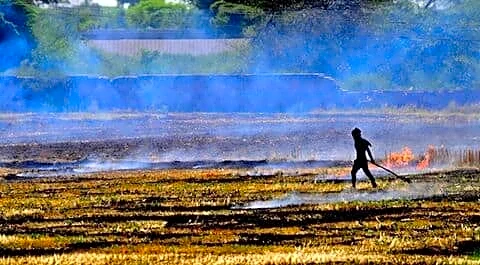 Punjab logs season high 1,447 farm fires, total 6,154