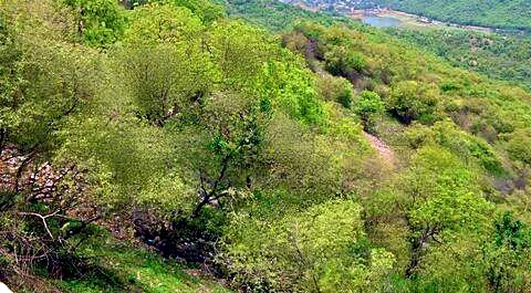 Study: Delhi JNU forests trap 346.9t CO2e worth over ₹4L