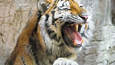 Gondia tiger attack kills Shobha Haridas Rahate collecting tendu leaves