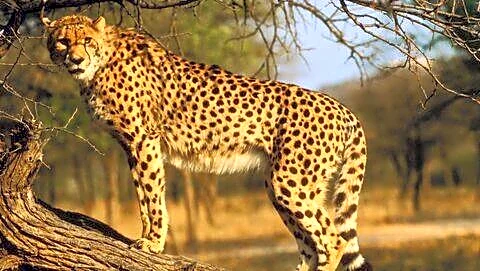 Mohan Yadav releases 2 Botswana cheetahs at Kuno, now 57