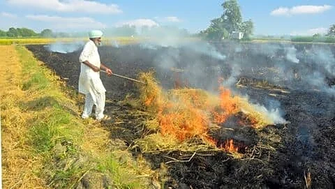 Punjab reports 7,927 stubble burns, 136% higher than last year