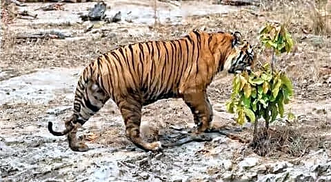 Officials believe Bandhavgarh's bathing tiger Pujari died after territorial fight