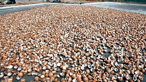 Government considers replacing palm oil with coconut oil in PDS
