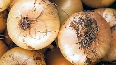 Maharashtra onion farmers including Jitendra Solanke face 50 paise/kg crash