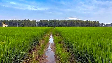 Narendra Modi approves MSP hikes for 14 kharif crops