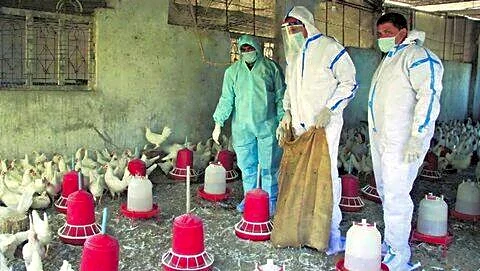 Bird flu hits 2 Nandurbar poultry farms as culling starts