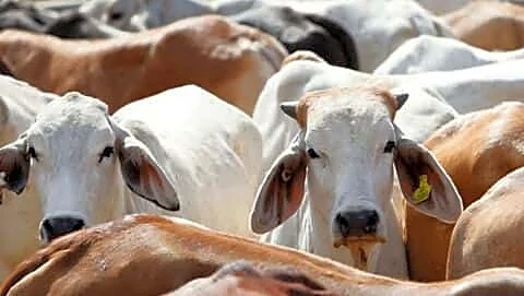 West Bengal requires dual certificates to slaughter cattle or buffaloes