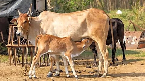 West Bengal mandates fitness certificate to slaughter bovines over 14