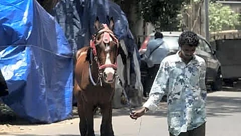 Chennai joyride horse dies from glanders as Tamil Nadu responds