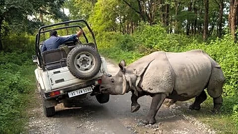 Viral video shows rhino ramming jeep in Manas National Park