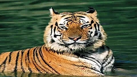 Bandhavgarh tiger pujari dies after clash, 33rd in Madhya Pradesh