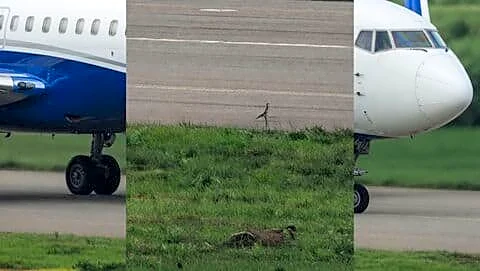 IndiGo flight paused at Dhaka after pilot spots nearby fox