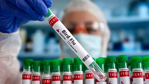 Navapur Maharashtra veterinary staff suspected of human avian influenza recover