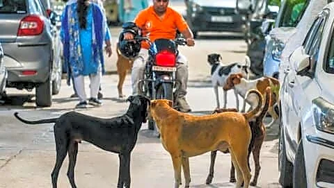 India's Supreme Court to rule on stray dog policy today