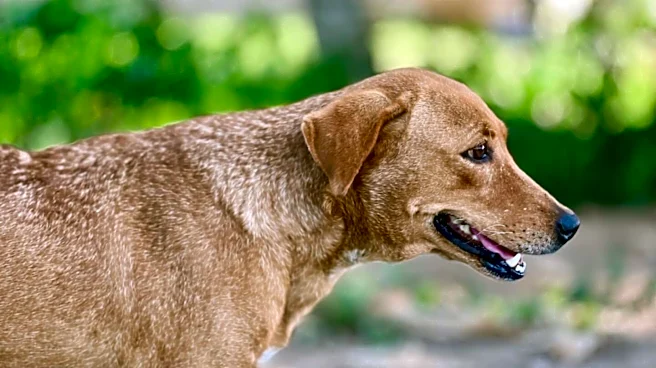 'Euthanize aggressive strays...': Key takeaways from SC's stray dog order