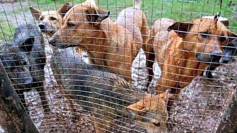 Delhi struggles to implement Supreme Court order clearing stray dogs