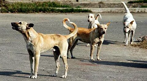 Chandigarh designates nearly 200 spots for feeding stray dogs