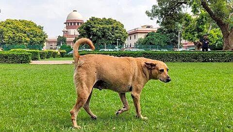 India's Supreme Court dismisses challenges and upholds stray dog sops
