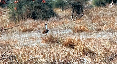 Sanjay Sharma spots 9 Great Indian Bustards at Jaisalmer