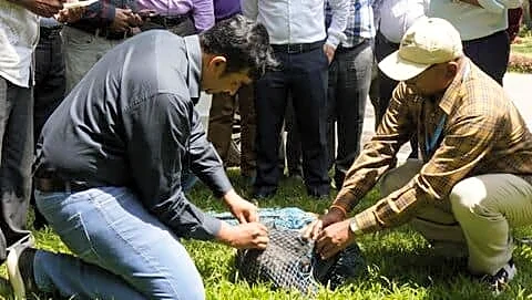 Bengaluru revives stray dog microchipping, uploads records to Bharat Pashudhan