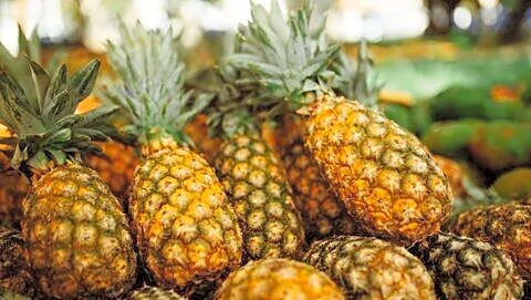 Prime Minister Modi gifts Meghalaya GI-tagged pineapples to UAE President