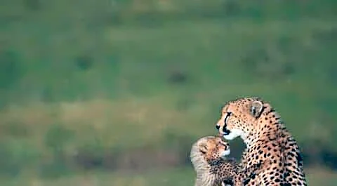 Environment ministry postpones India's 1st International Big Cat Alliance summit